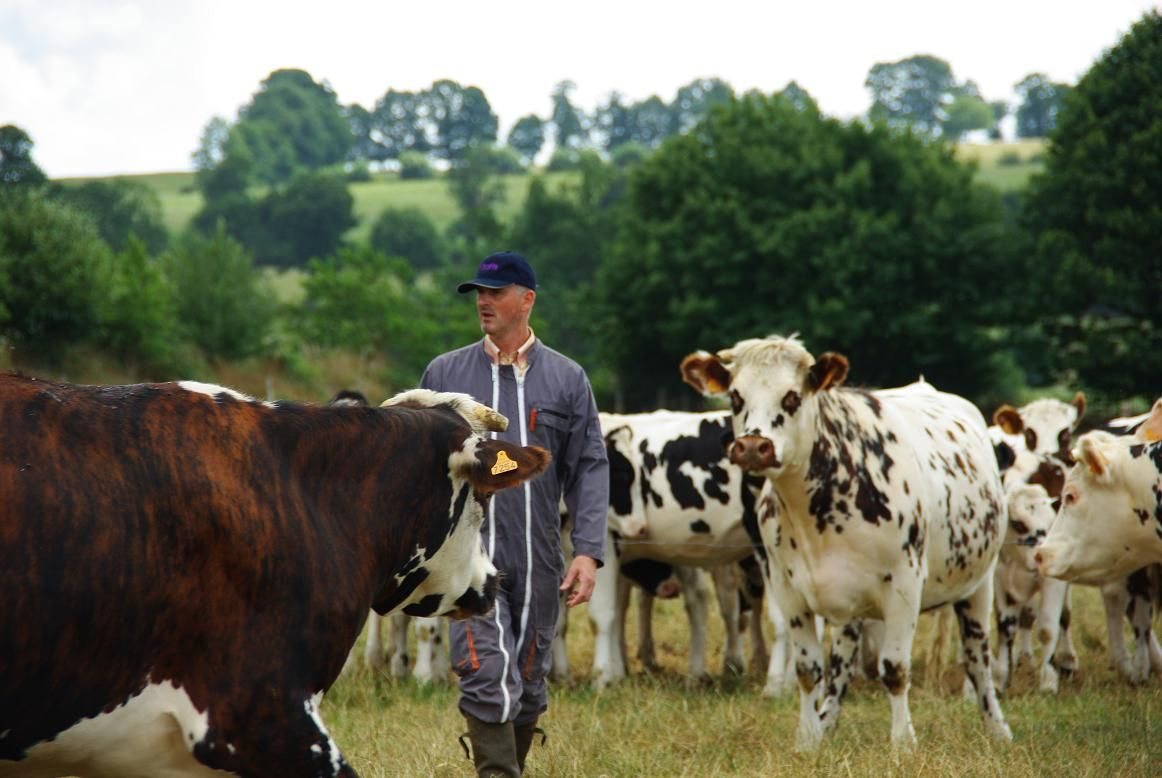 Un éleveur au milieu de ses vaches normandes, au pré